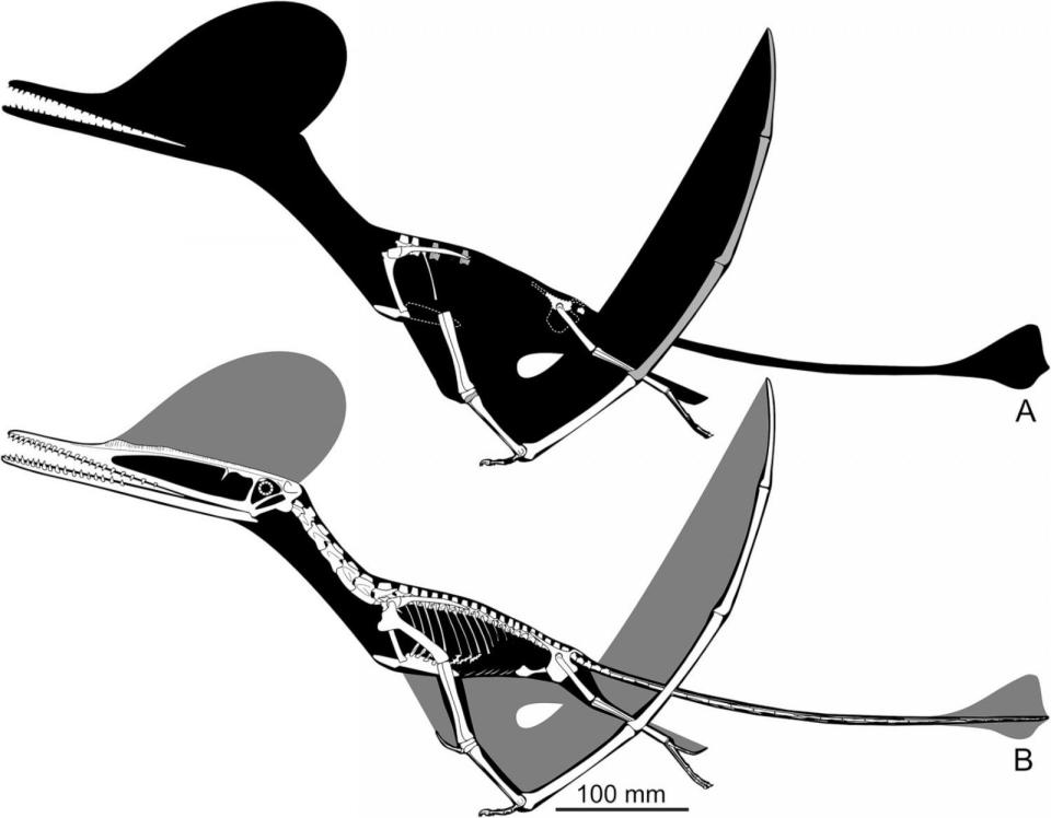 PHOTO: Skeletal of Ceoptera evansae (NHMUK PV R37110), showing the material that is present (top, with grayed bones indicating partially preserved elements) and an artist's impression of what the entire skeleton would have looked like if complete.  (Mark Witton)