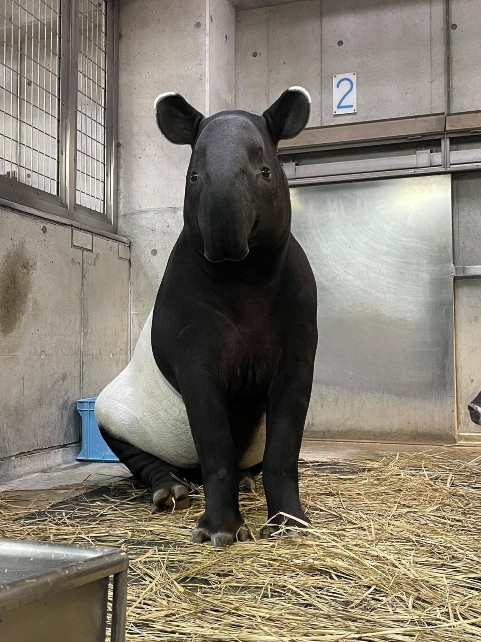 英雄僅2歲半就逝世，如今只能靠照片追憶。（翻攝自橫濱動物園官網）