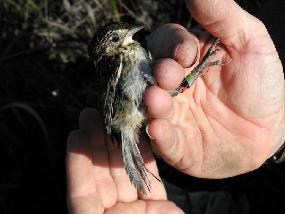 Cape Sable Seaside Sparrow.