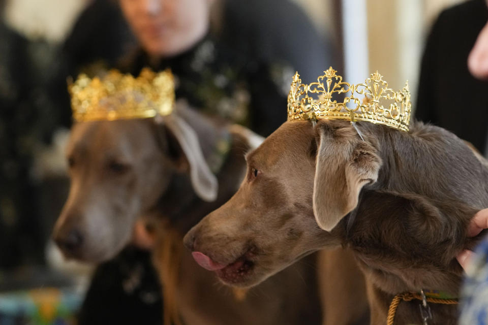 His Majesty XXX, King Pete Sampras Gelderman, , background, and Her Majesty XXX, Queen Billie Jean King Gelderman, the king and queen of the Krewe of Barkus, a Mardi Gras dog parade, are introduced at the krewe's traditional Friday lunchat historic Galatoire's Restaurant in New Orleans, Friday, Feb. 10, 2023. The Barkus parade, open to public and their dogs by registering for the event, goes through the French Quarter on Sunday, Feb. 12, 2023. (AP Photo/Gerald Herbert)