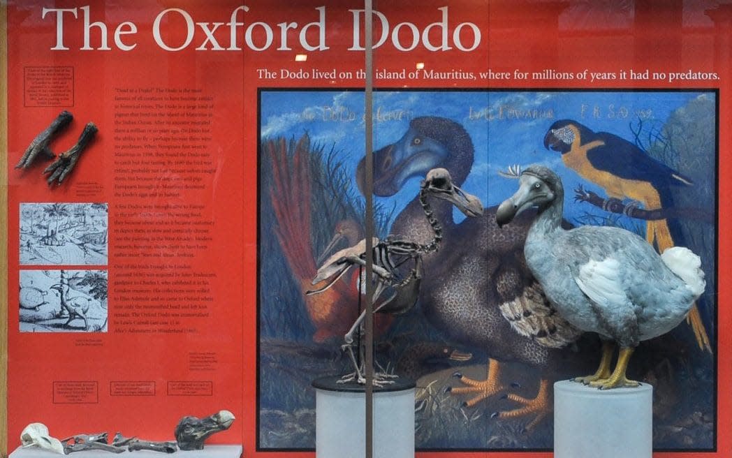 The Oxford Dodo at the Museum of Natural History, Oxford, United Kingdom - www.alamy.com