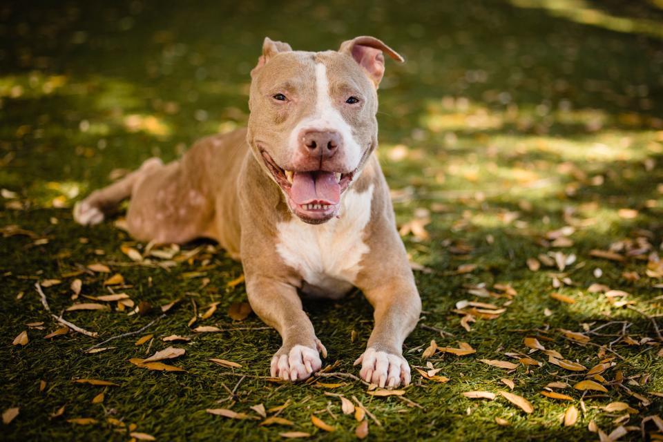 Orange County Animal Services said it is reducing its adoption fees to $10 for the next week as it deals with an increase in the number of animals being surrendered.