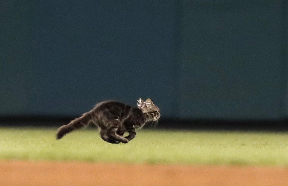 Rally Cat has caused far more problems than the Cardinals anticipated. (AP Photo/Jeff Roberson)