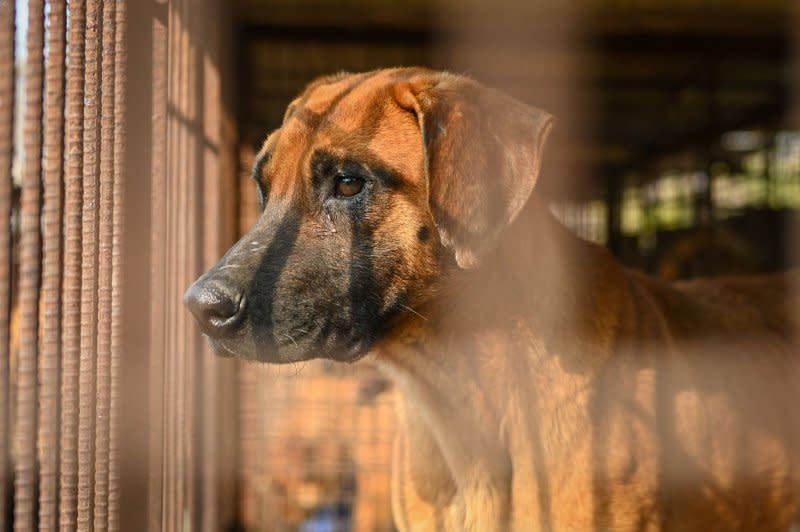 South Korean lawmakers passed a bill on Tuesday making it illegal to breed, slaughter and sell dogs for human consumption. File Photo by Thomas Maresca/UPI