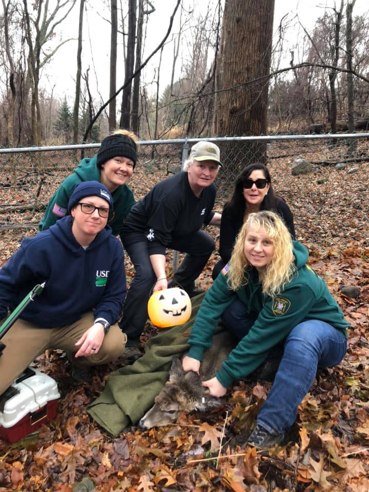 A deer with a plastic pumpkin stuck to its head was rescued in Upper Saddle River, N.J., on Tuesday.