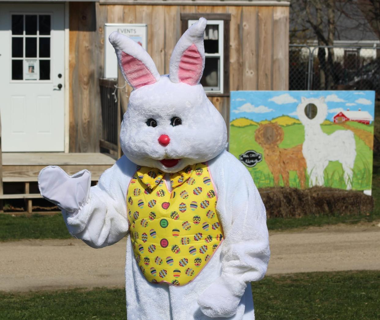 Help the Easter Bunny find his eggs at Hill Crest Alpacas.