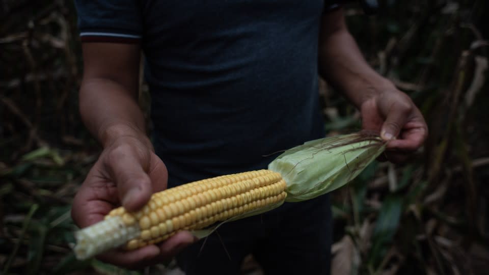 México no acepta maíz transgénico para consumo humano; si no hay acuerdo con EU, iremos a panel, advierte AMLO