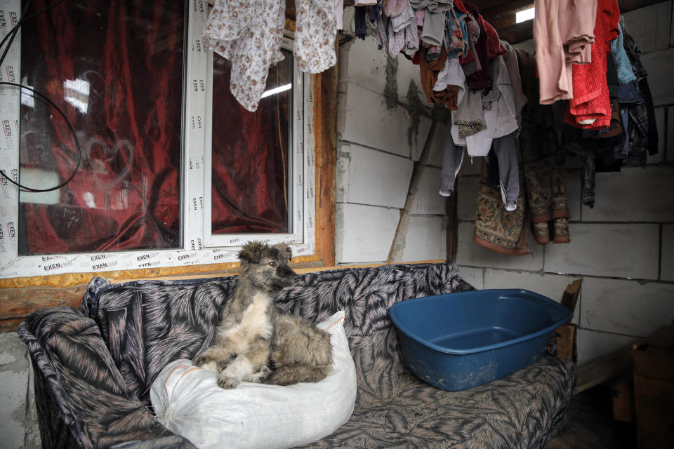 A dog is startled in Nucsoara, Romania, Saturday, Jan. 9, 2021. Valeriu Nicolae and his team visited villages at the foot of the Carpathian mountains, northwest of Bucharest, to deliver aid. The rights activist has earned praise for his tireless campaign to change for the better the lives of the Balkan country’s poorest and underprivileged residents, particularly the children. (AP Photo/Vadim Ghirda)