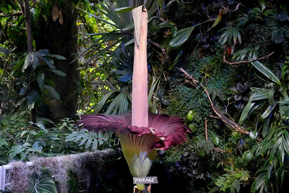 <p>AP Photo/Jeff Chiu</p> corpse flower in bloom