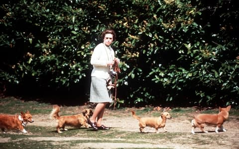 Queen Elizabeth II pictured walking her dogs in 1973 with a corgi leading the way and another ushering from behind - Credit: Alpha Press