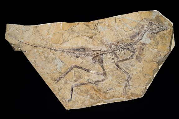 Skeleton of the bird-like specimen (Aurornis xui) found in Yizhou Fossil & Geology Park, China.