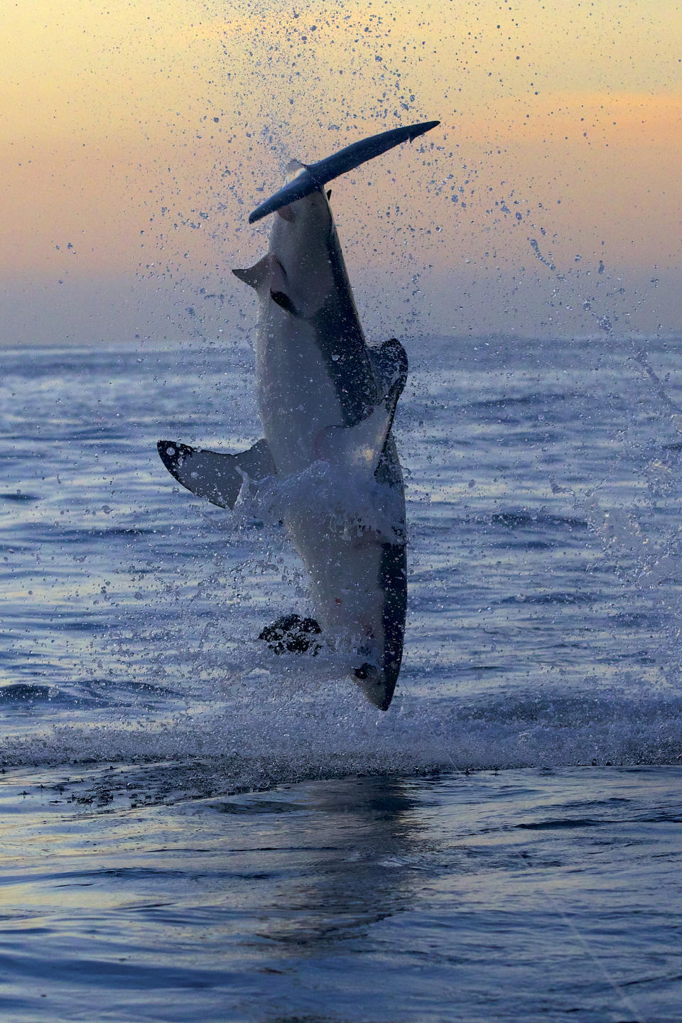 This image released by Warner Bros. Discovery shows a great white shark breaching. Shark Week, 25 hours of programming dedicated to all varieties of the apex predators, starts July 24 on the Discovery Channel and streaming on discovery+. (Warner Bros. Discovery via AP)