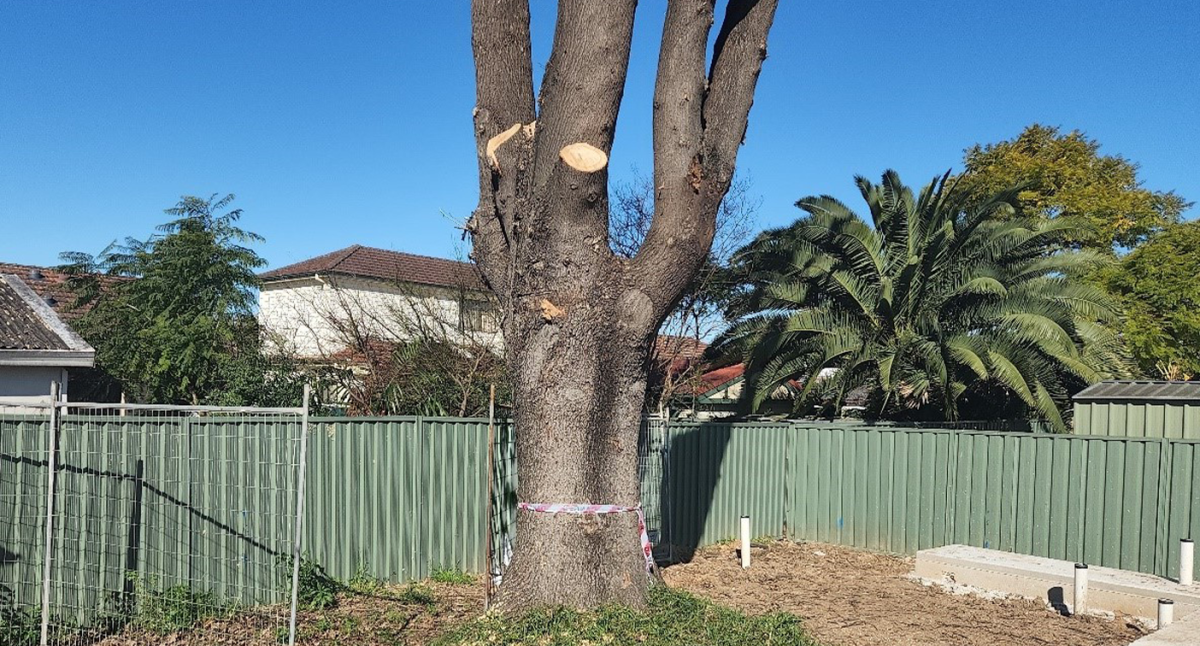 Australian contractor makes ,000 mistake by “destroying” a pedunculate oak