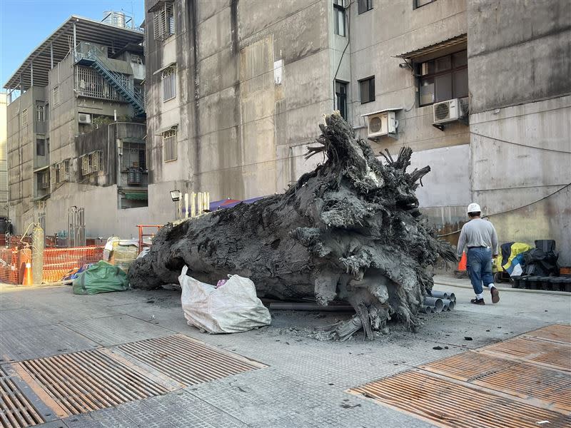 樹林某建案工地內挖出超巨大古木。（圖／翻攝自樹林人臉書）