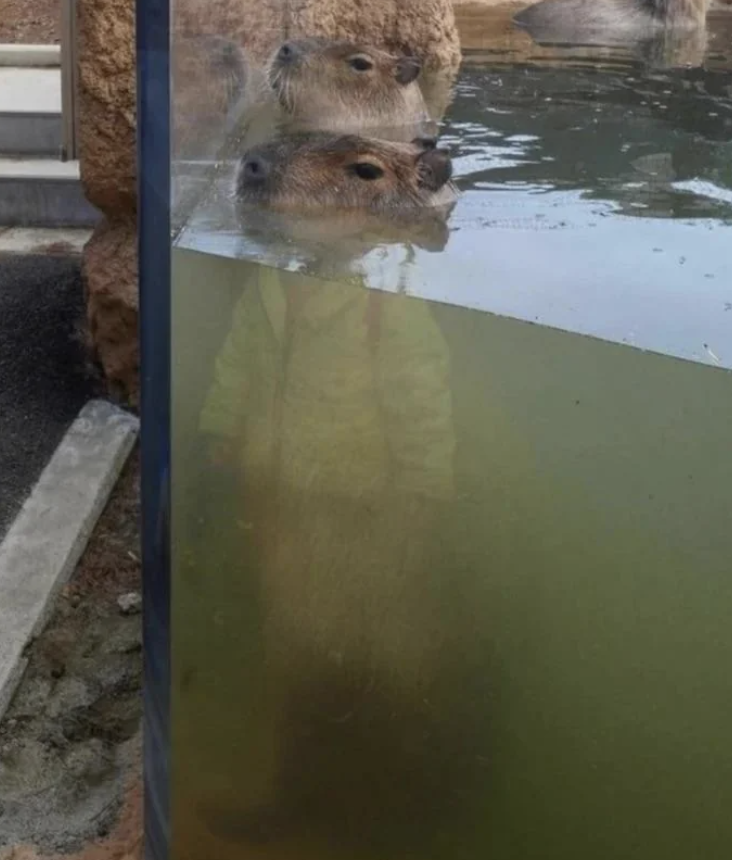 A capybara partially submerged in water stands with only its head above the surface, facing forward