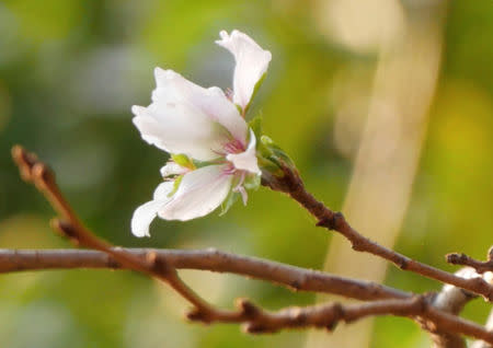 A cherry blossom blooms in the autumn season along Meguro River in Tokyo, Japan, October 18, 2018. REUTERS/Kwiyeon Ha