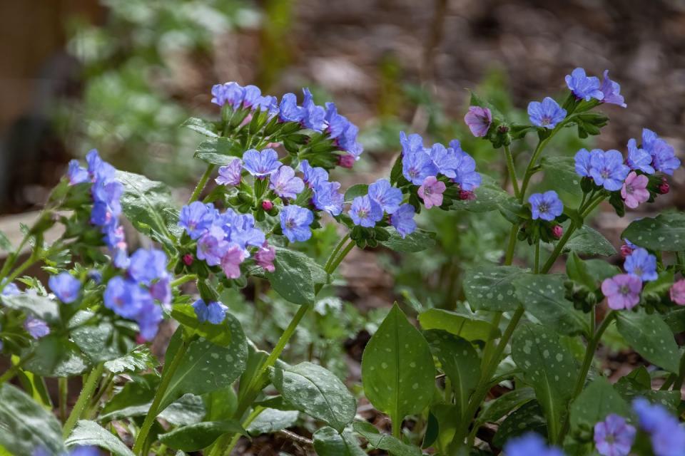 shade flowers pulmonaria