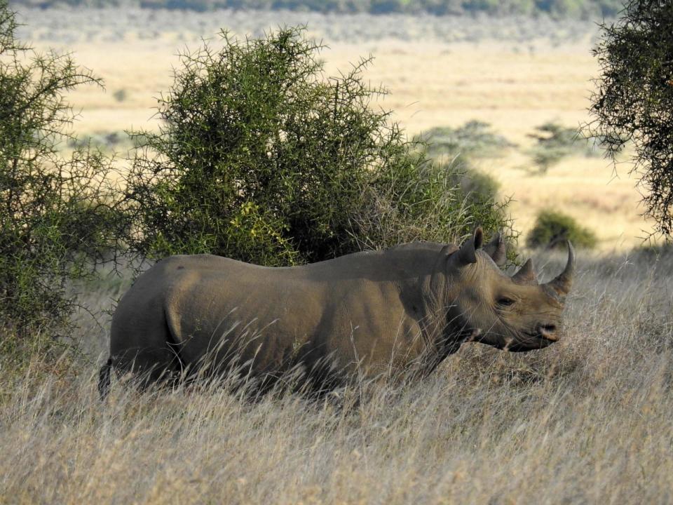 PHOTO: A baby Black Eastern rhino has been born in the dense Chyulu Hills in Southern Kenya, according to researchers. (Courtesy of Big Life Foundation)