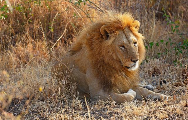 The pride of lions reportedly left the suspected poacher’s head untouched (Rex)