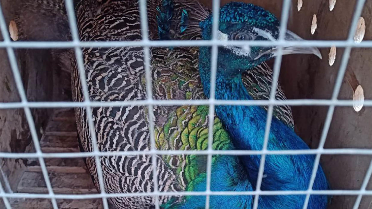 The peacock sent to Russian soldiers. Photo: Lipetsk Zoo