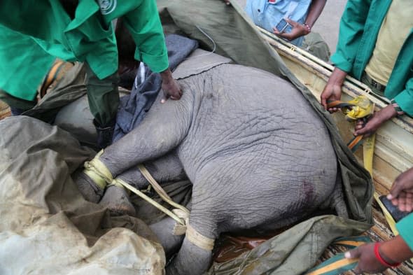 elephant rescue