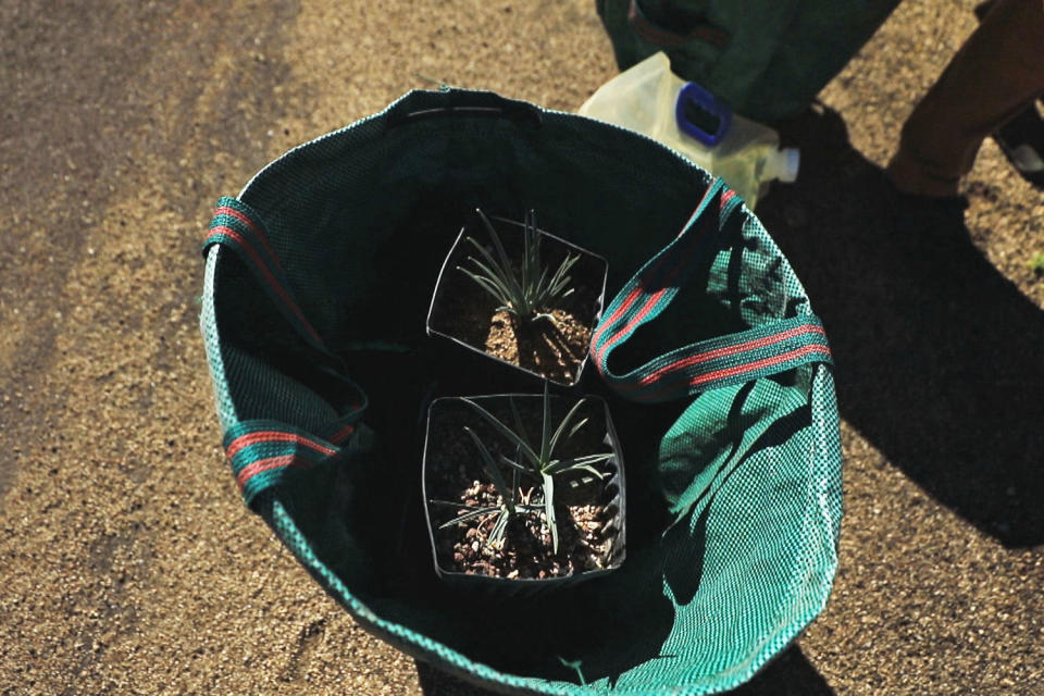 Potted joshua tree plants rest in a bag. (NBC News)