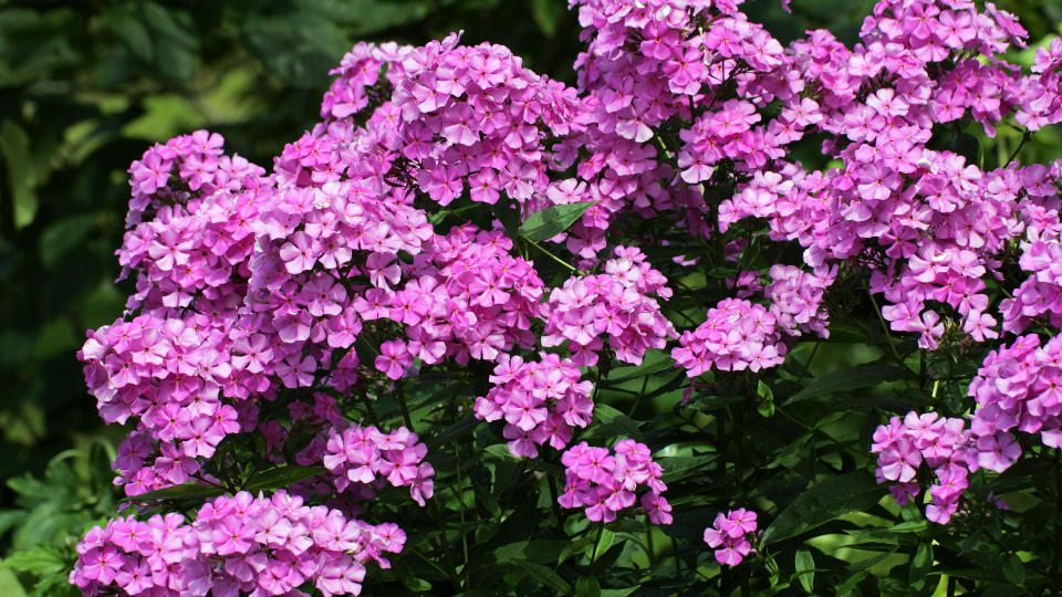 Plants for butterfly garden (Garden Phlox Phlox paniculata)