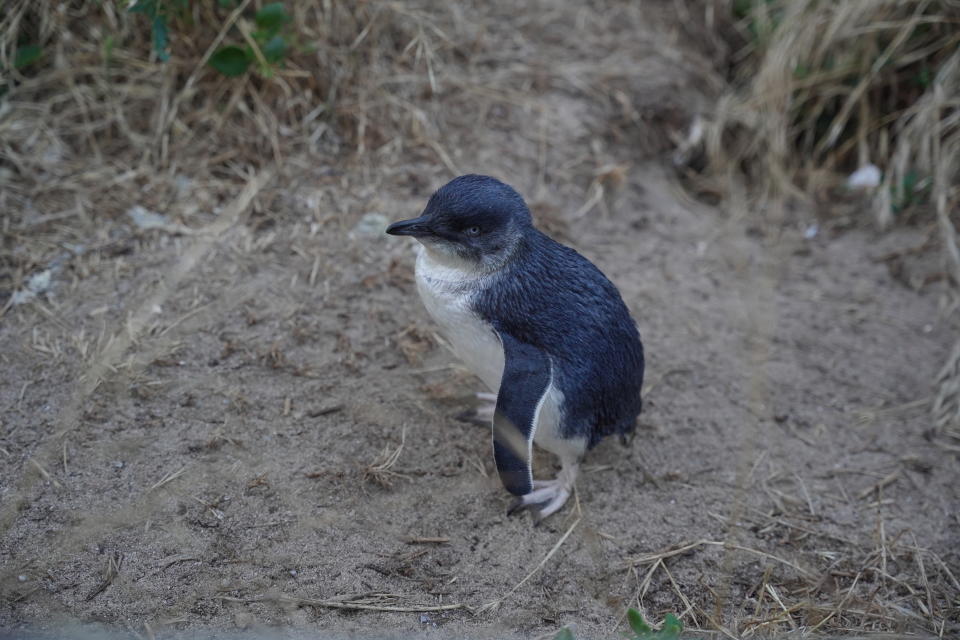 A small penguin stands on sandy ground surrounded by grass