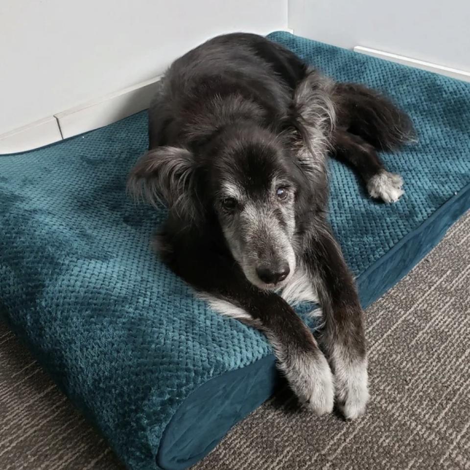 Reviewer's photo of their dog on the turquoise foam pet bed