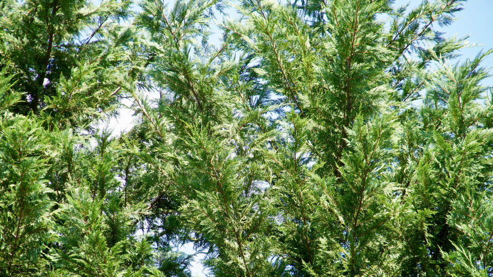 Leyland cypress tree