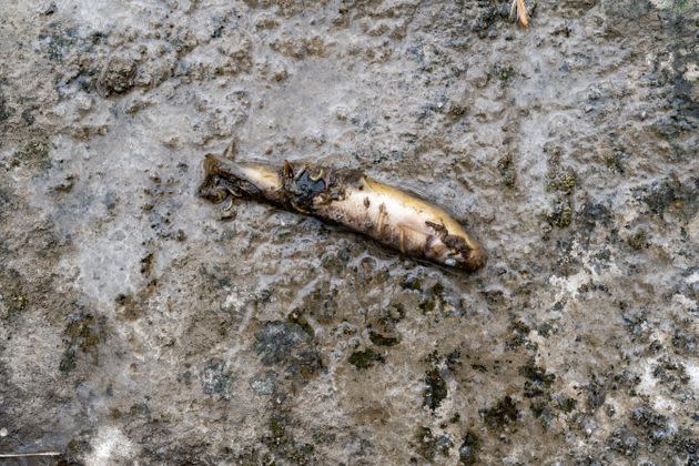Mary Mertz, director of Ohio’s Department of Natural Resources, said an estimated 38,222 small fish and 5,500 other fish species died as a result of the Norfolk Southern train derailment on Feb. 3, 2023.
