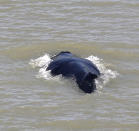 In this photo provided by the Northern Territory Government, a humpback whale swims in the East Alligator River in the Kakadu National Park in Australia's Northern Territory, on Sept. 10, 2020. Whales have never been seen before in the East Alligator River in the Northern Territory's World Heritage-listed Kakadu National Park and no one can explain why at least three of the blue water mammals ventured so deep inland in a river with almost zero visibility. (Northern Territory Government via AP)