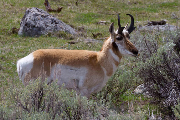 In 2012, Wildlife Services mistakenly killed dozens of ungulates with neck snares and foothold traps, including several pronghorn antelope.