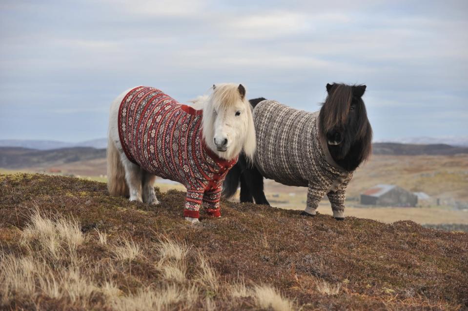 Shetland ponies Fivla and Vitamin model their woolen sweaters as part of Scotland's 'Year of Natural Scotland' ad campaign.