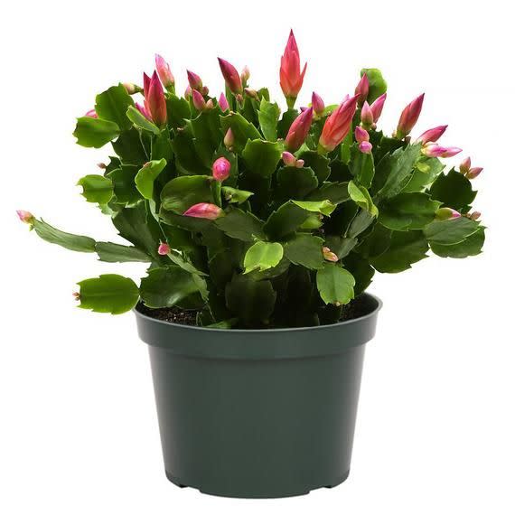 <p>Christmas Cactus</p><p>etsy.com</p><p>$44.00</p><p><a href="https://go.redirectingat.com?id=74968X1596630&url=https%3A%2F%2Fwww.etsy.com%2Flisting%2F745046650%2Fchristmas-cactus-zygocactus-assorted&sref=https%3A%2F%2Fwww.redbookmag.com%2Fhome%2Fa42200753%2Fchristmas-cactus%2F" rel="nofollow noopener" target="_blank" data-ylk="slk:Shop Now;elm:context_link;itc:0;sec:content-canvas" class="link ">Shop Now</a></p><span class="copyright">etsy.com</span>