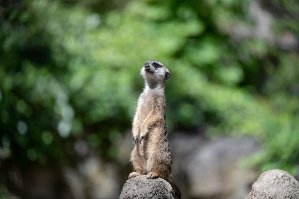 A meerkat was killed by a visitor at Kecskemet zoo in central Hungary: AFP/Getty Images