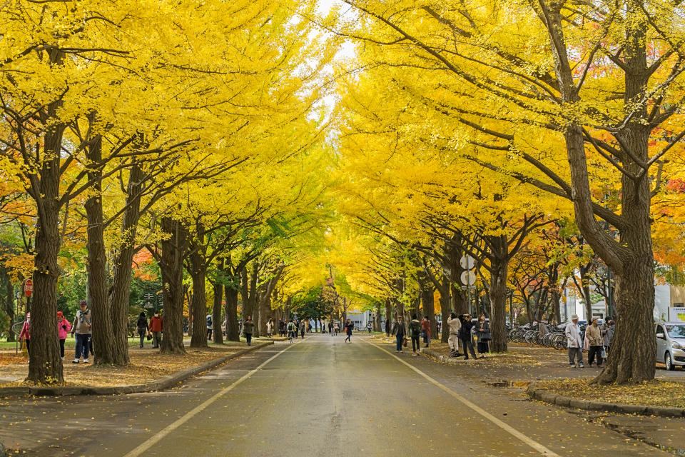 One of the most famous trees in Japanese autumn is the ginkgo and there is a ginkgo avenue at Hokkaido University. Over 380 meters long and consisting of 70 trees, it turns to golden yellow in autumn. (Photo: Getty)