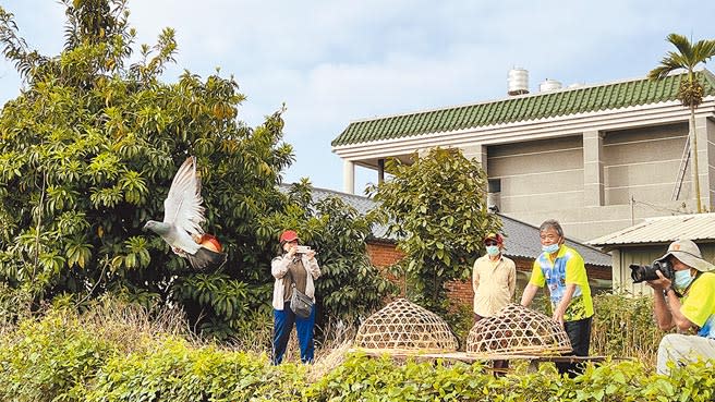 台南市鴿笭文化季登場，近日各庄頭陸續舉行公笭對抗賽，16日由鹽水番子寮與孫厝寮2個庄頭展開對抗。（張毓翎攝）