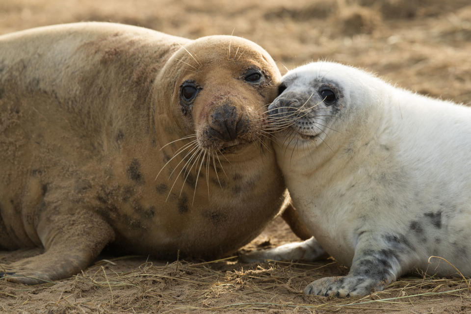 A grey seal pup and it’s mother in Louth, England