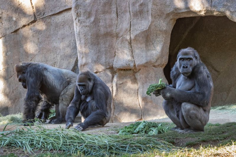 Gorillas sit after two of their troop tested positive for COVID-19 after falling ill at the San Diego Zoo Safari Park