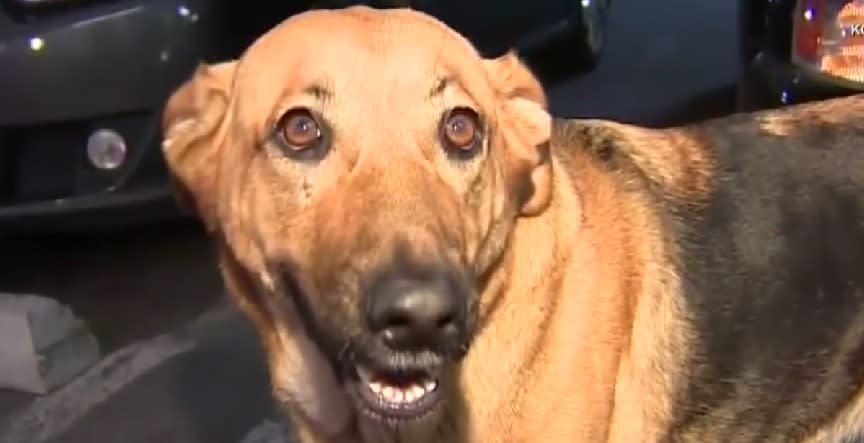 Man reunites with dog after his car was stolen while she was still inside it