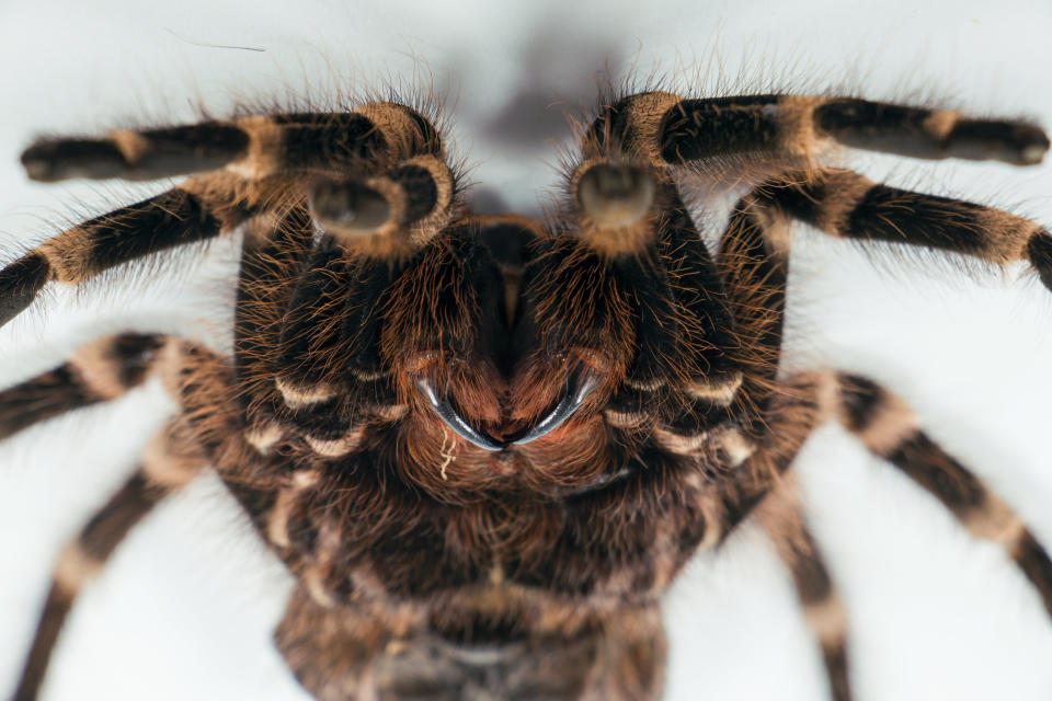 Tarantula spider up close on a white background.&nbsp;