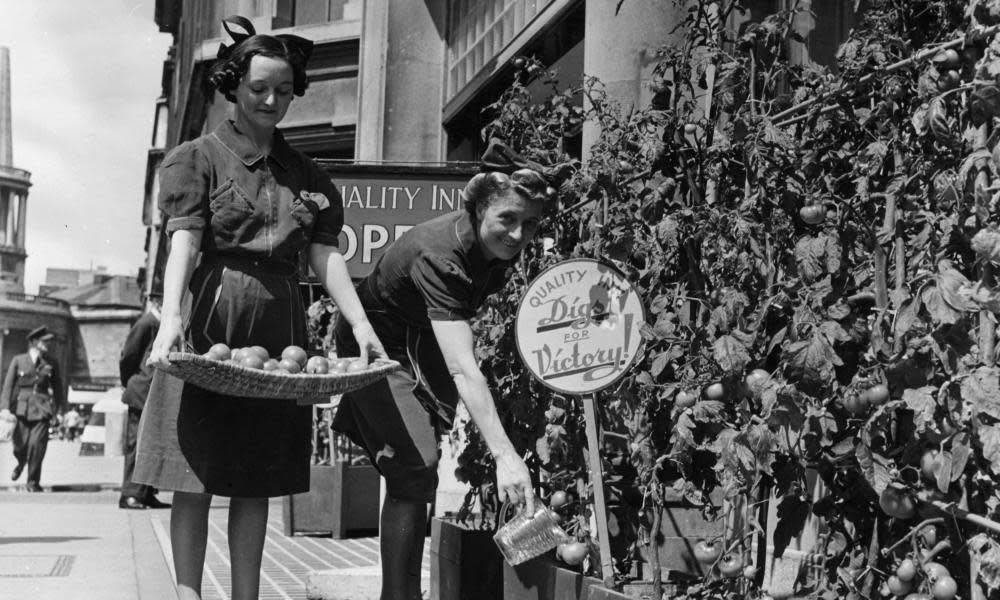 Waitresses at the Quality Inn, Regent Street, London, watering tomatoes as part of the ‘Dig For Victory’ scheme in 1942.