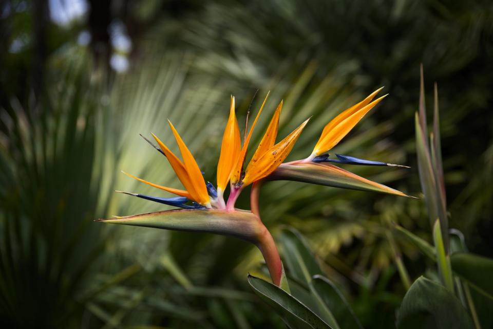 bird of paradise