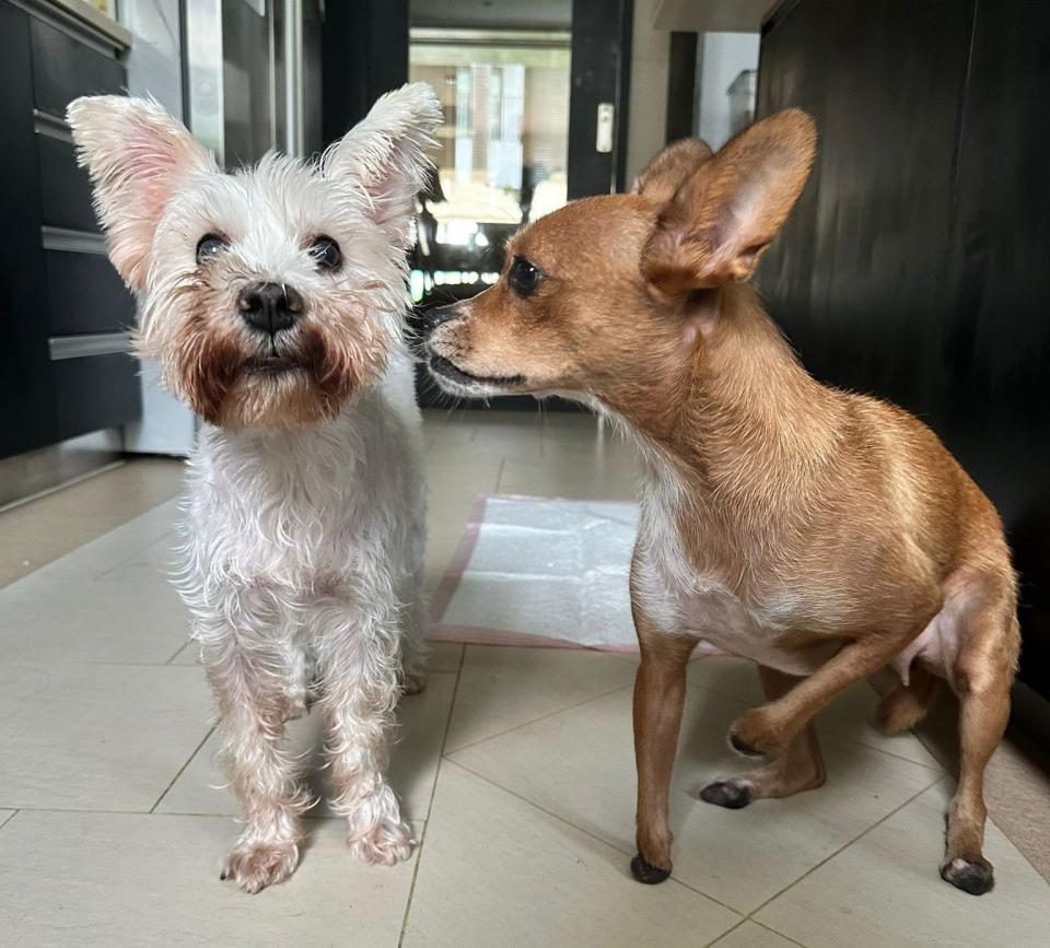Ivy (left) and Chloe (right). Both dogs were adopted by a Hong Kong woman who likes to help sick animals.