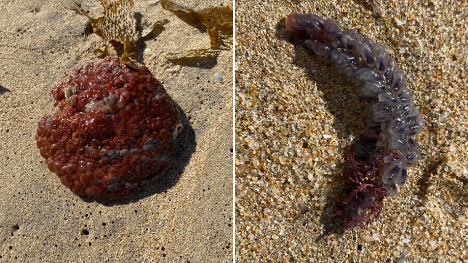 One of the sea creatures was identified as a Wandering Sea Anemone (left) by Macquarie University's Professor Culum Brown and the other as a Colonial Sea Squirt. Source: Facebook