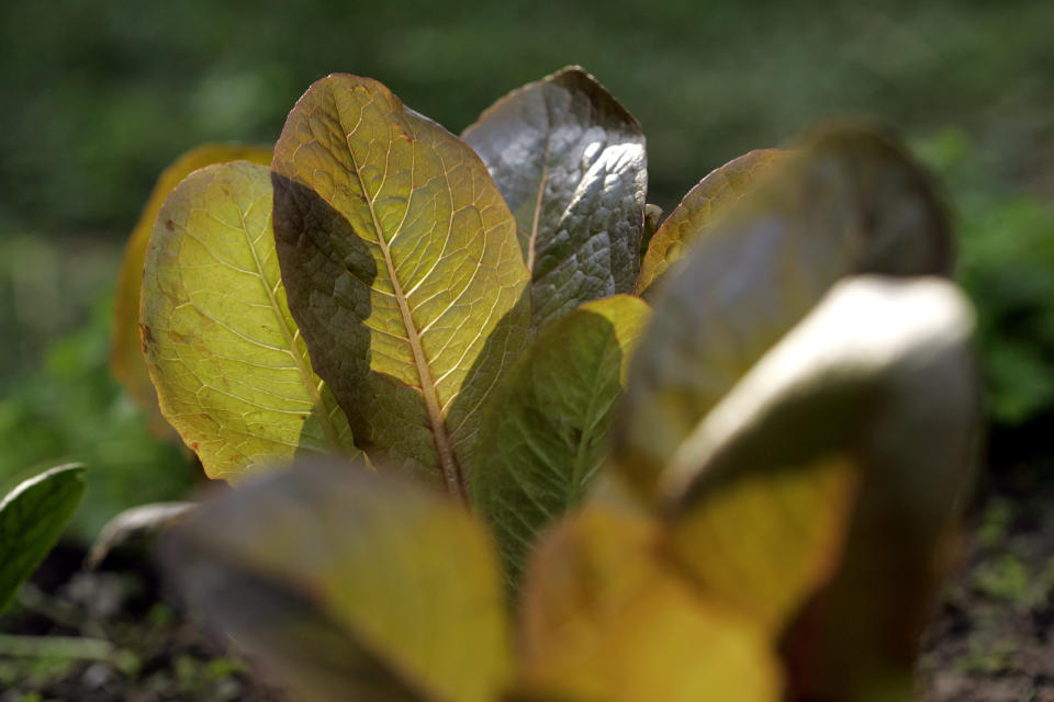 Romaine Rouge d'Hiver lettuces grown in a backyard, in Topanga, California.&nbsp; (Photo: Ricardo DeAratanha via Getty Images)