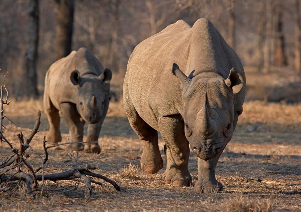 Biodiversity reigns supreme at iSimangaliso Wetland Park, and among the savannah you might find roaming black rhinos