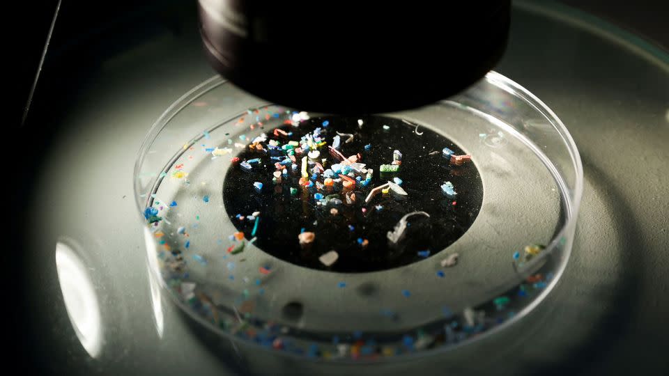 Microplastics collected from the sea near Barcelona, Spain, are shown under a microscope on July 5, 2022. - Albert Gea/Reuters