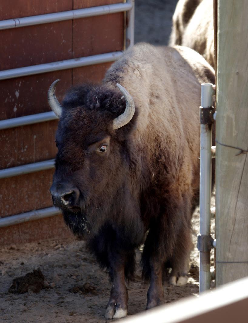 FILE - In this Wednesday, Feb. 18, 2015 file photo, bison stand in a corral at the Stephens Creek Capture facility in Yellowstone National Park in Montana. Montana Gov. Steve Bullock has blocked the impending slaughter of hundreds of Yellowstone National Park bison over disease concerns until a temporary home can be found for 40 animals wanted by an American Indian tribe. (AP Photo/The Billings Gazette, Casey Page,File)